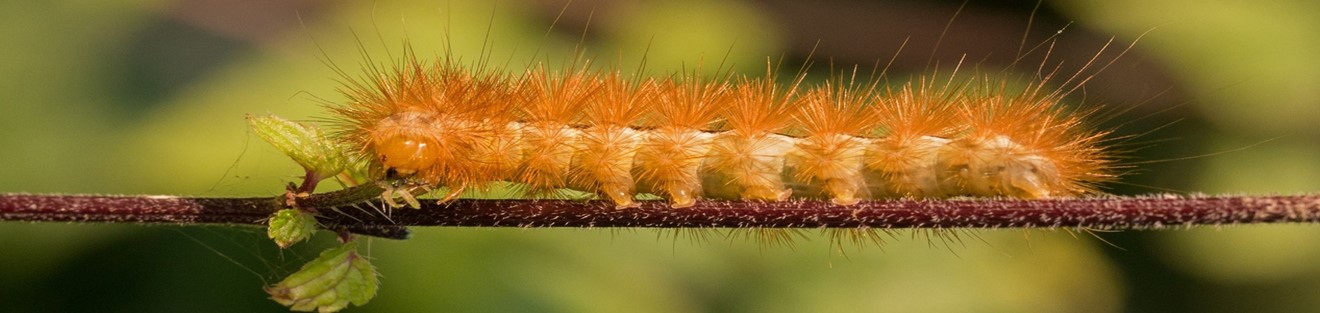 Caterpillar on branch.