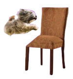 Small dog jumping over chair.